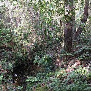 Oyster Creek Gully before works commenced