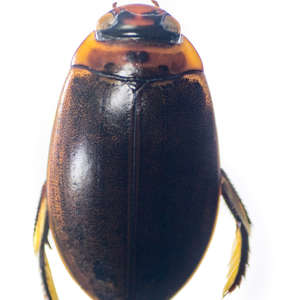 Dytiscidae (Diving Beetle Adult)