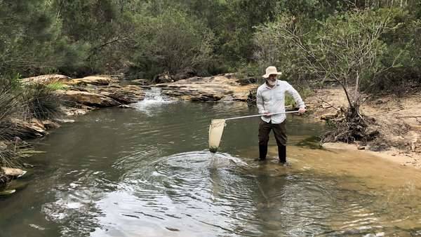 Dr. David Reid collecting waterbugs at Brennans Creek