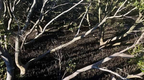 Mangroves at Woolooware Bay on the Georges River