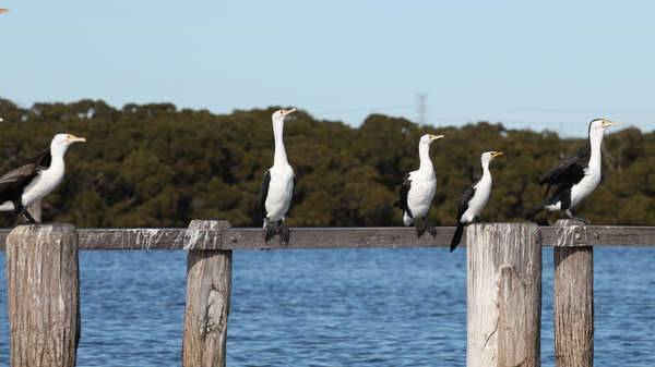 Pied Cormorants on the Georges River