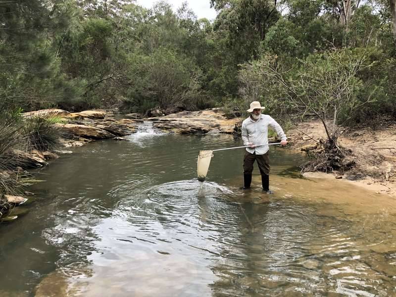Dr. David Reid collecting waterbugs from the Georges River to help monitor river health