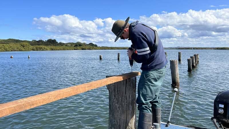 Installing a roost in the Georges River for migratory shorebirds