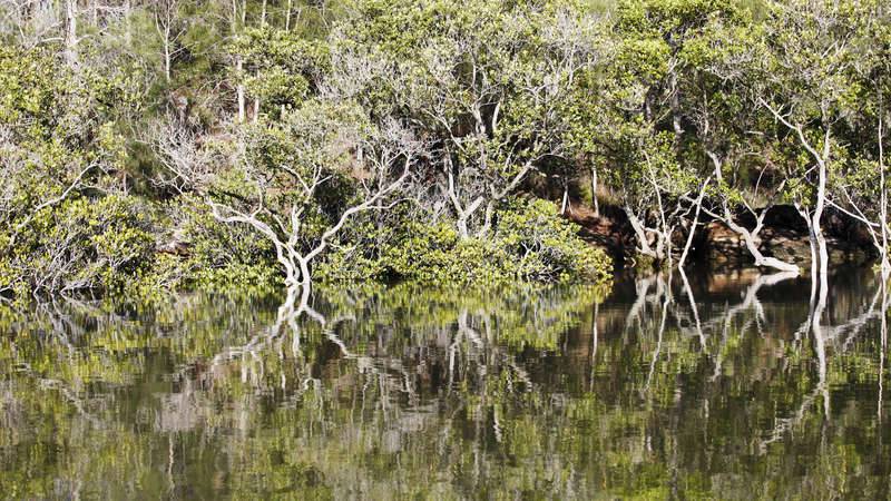 Georges river - Mangroves