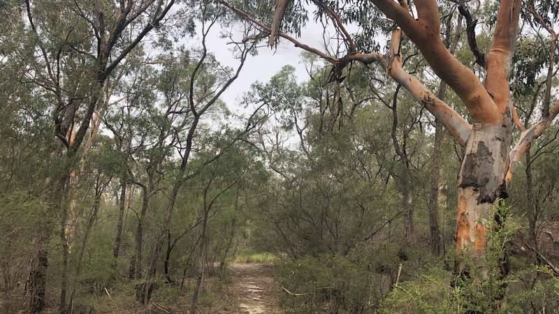 Bushwalking track from Simmos Beach Reserve