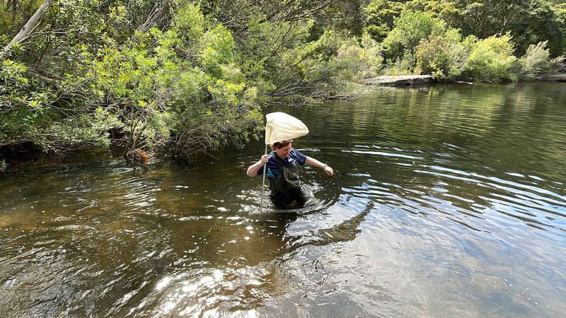 Marion wading to collect water bug samples from Woronora River in the Georges River catchment