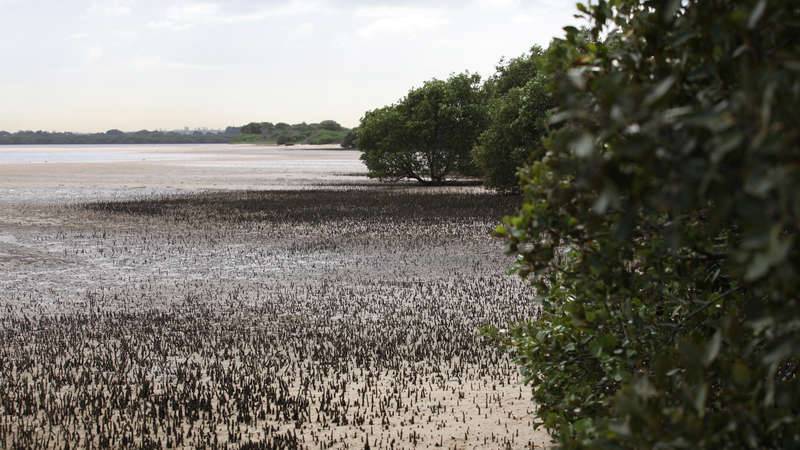 Towra Point view of mangroves at Towra Point Nature Reserve