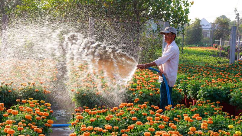 Male gardener using a hose to water orange flowers