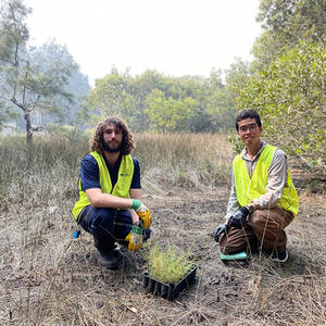 Sporobolus plants have been planted in the Oyster Bay saltmarsh with the help of Conservation Volunteers Australia