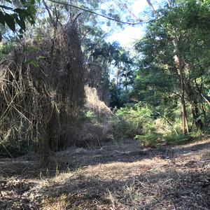 Woody weeds and balloon vine have been removed, native plants smothered by weeds are able to now grow. Additional plants have been  installed to aid native regeneration.
