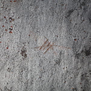 Scratches on a grey gum, evidence of a koala visiting