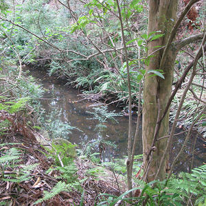 Oyster Creek Gully before works commenced