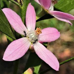 Eriostemon australasius (Pink Waxflower), photo by Karlo Taliana 