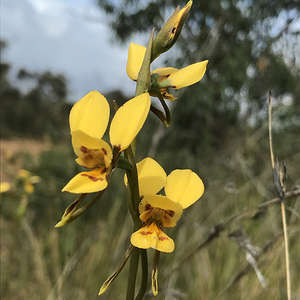 IMG_2301 Diuris maculata (Golden Donkey orchid), photo by Karlo Taliana