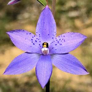 Thelymitra ixioides (Spotted Sun orchid), photo by Karlo Taliana