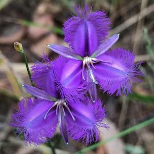 Thysanotus tuberosus (Common Fringed Lily), photo by Karlo Taliana