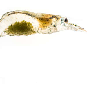 Atyidae (Freshwater Shrimp)