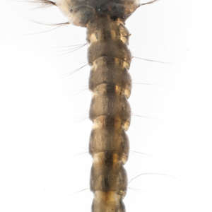 Culicidae (Mosquito Larva)