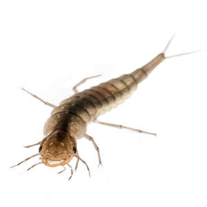 Dytiscidae (Diving Beetle Larva)