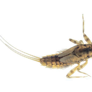 Ephemeroptera (Mayfly Larva)