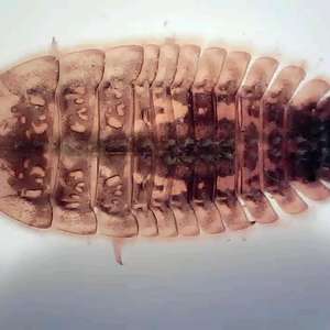 Psephenidae (Water Penny Beetle Larva)