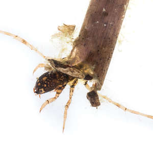 Trichoptera (Caddisfly Larva)