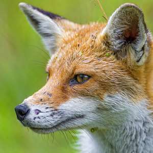 Another fox portrait by Tambako the Jaguar is licensed with CC BY-ND 2.0