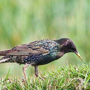Common starling by Koshyk is licensed with CC BY 2.0. 