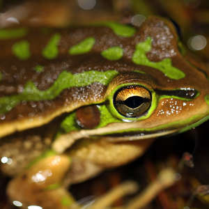 Green&Golden Bell Frog Litoria aurea 8398142360.jpg by Matt from Melbourne, Australia is licensed with CC BY 2.0