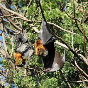 Grey-headed Flying-foxes by Greg Schechter is licensed under CC BY 2.0