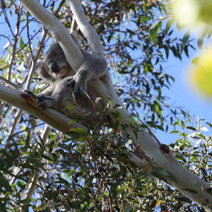 Koala in Engadine, Sutherland Shire
