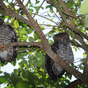 Pair of Powerful Owls(Ninox strenua) by David Lochlin is licensed under CC BY 2.0