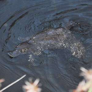 Platypus by CazzJj is licensed under CC BY 2.0