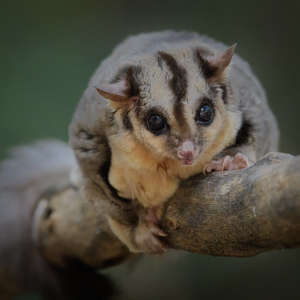 Squirrel Glider by PaulBalfe is licensed under CC BY 2.0