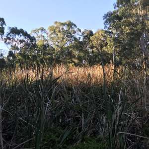 Freshwater vegetation