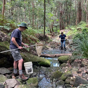 Oatley Flora & Fauna volunteers assist Marion to collect water bugs