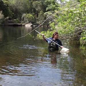 Marion collecting water bug samples at Woronora River
