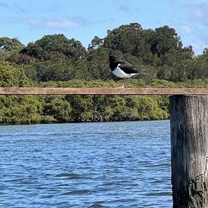 Shorebird roost installed at Quibray Bay on the Georges River