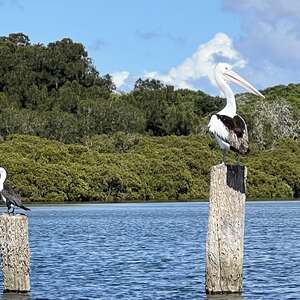 Birds using the pylons in Quibray Bay to rest