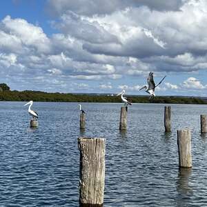 Pelicans using the pylons in Quibray Bay to rest