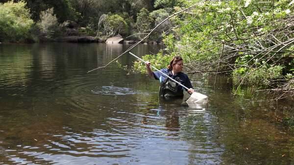 Marion Huxley collecting samples in Woronora River
