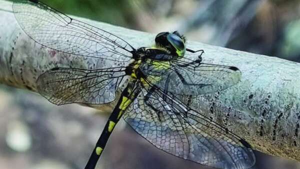 Sydney Hawke Dragonfly