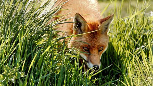 Fox with red colouring looks through long green grass