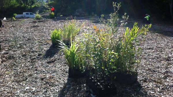 Small plants and seedlings in pots await planing as part of bush regeneration in Georges River catchment