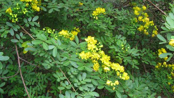 Senna pendula is a green weed that can grow to be as large as a tree, pictured here in bloom with yellow flowers.