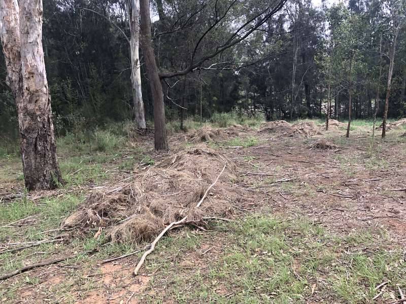 Large areas of land cleared of weeds as part of the Fairfield City Council bush regeneration trial with Georges Riverkeeper