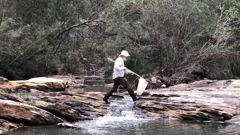Dr. David Reid collecting waterbugs during freshwater water sampling of the Georges River