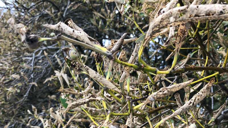 Mangrove dieback causes mangrove leaves to look brown and dead and reduces the amount of foliage on the tree