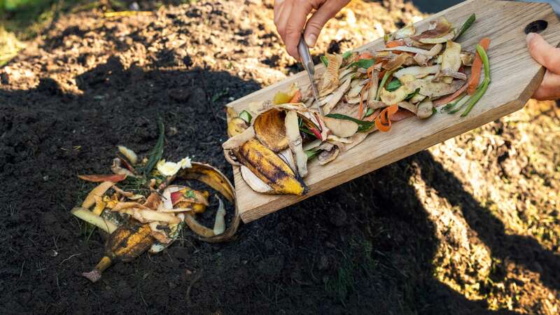 scraping vegetable scraps into a soil compost