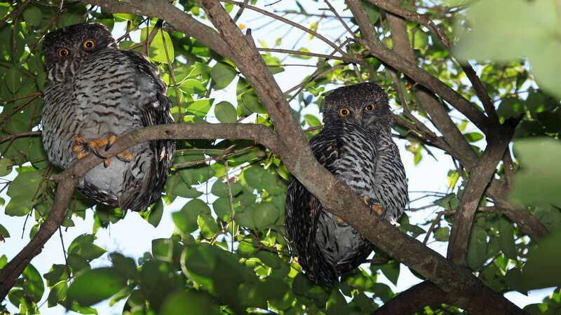 Pair of Powerful Owls (Ninox strenua)